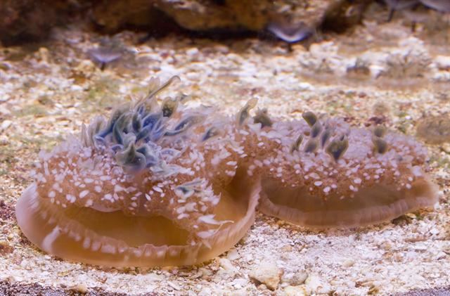 Cassiopea xamachana Upside Down Jellyfish Cassiopea xamachana