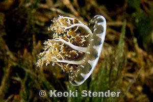 Cassiopea xamachana Mangrove Upsidedown Jellyfish Cassiopea xamachana