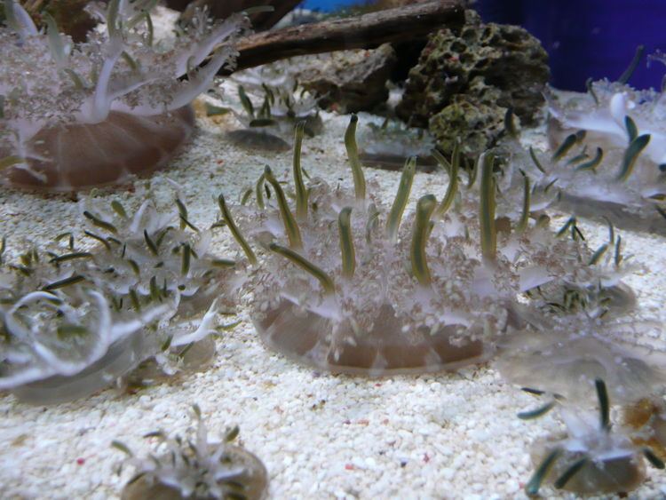 Cassiopea xamachana Upside Down Jellyfish Cassiopea xamachana Our Wild World