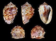 Cassis flammea httpsuploadwikimediaorgwikipediacommonsthu