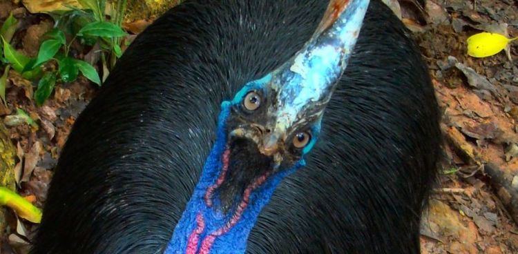 Cassowary The absolute worst way to die in the wild is DeathbyCassowary