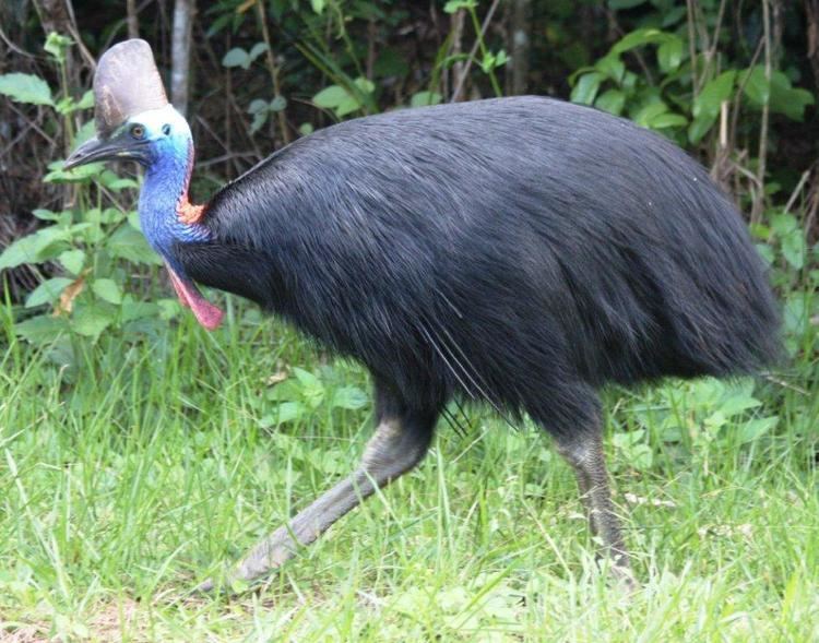 Cassowary - Alchetron, The Free Social Encyclopedia