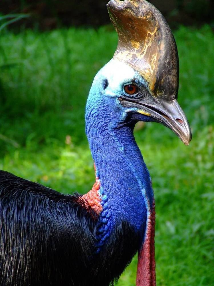 Cassowary The Southern Cassowary The Most Dangerous Bird on Earth The Ark