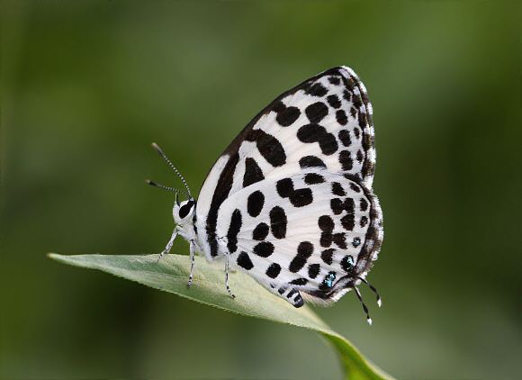 Castalius rosimon Butterflies of the Indian subcontinent Castalius rosimon