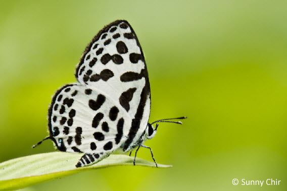 Castalius rosimon ButterflyCircle Checklist