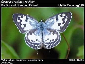Castalius rosimon Castalius rosimon Common Pierrot Butterflies of India