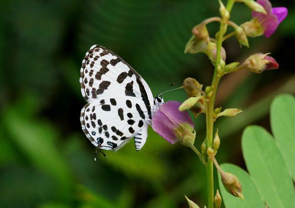 Castalius rosimon Butterflies of the Indian subcontinent Castalius rosimon