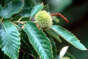 Castanea mollissima Chinese Chestnut Castanea mollissima from Saunders Brothers Inc