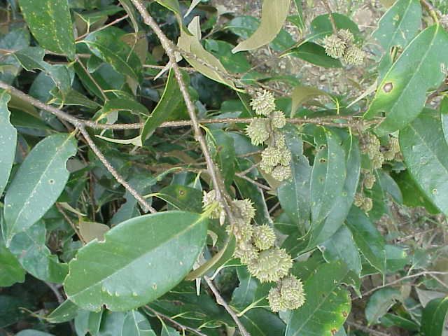 Castanopsis PNGTreesKey Castanopsis acuminatissima Bl ADC