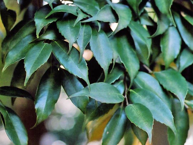 Castanopsis Castanopsis cuspidata Japanese Chinquapin PFAF Plant Database