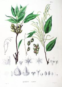 Castanopsis cuspidata httpsuploadwikimediaorgwikipediacommonsthu
