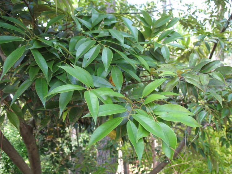 Castanopsis cuspidata Online Plant Guide Castanopsis cuspidata Copper False Chestnut