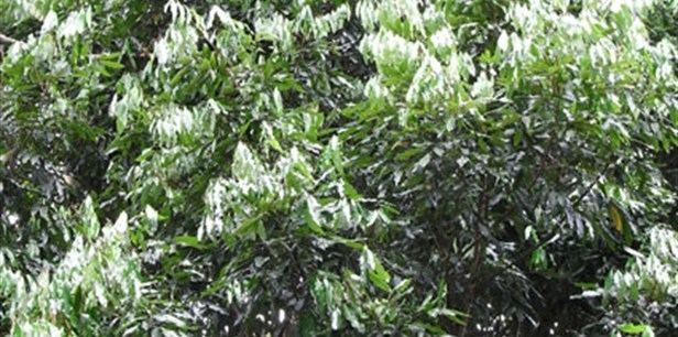 Castanospora Brown Tamarind Plant Guide Lifestyle HOME