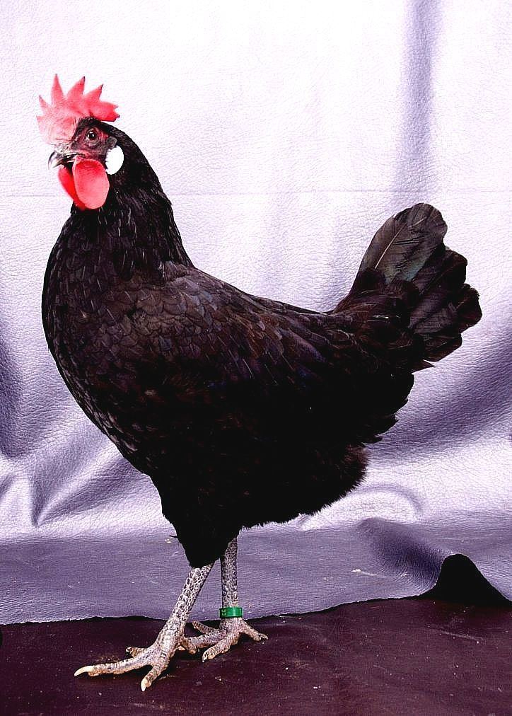 Castellana Negra Raza aviar GALLINA CASTELLANA NEGRA Catlogo oficial de razas