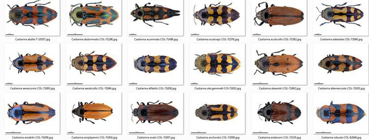 Castiarina Jewel Beetles Castiarina Microworld
