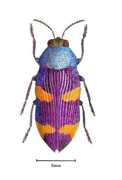 Castiarina JMZARTEECOM