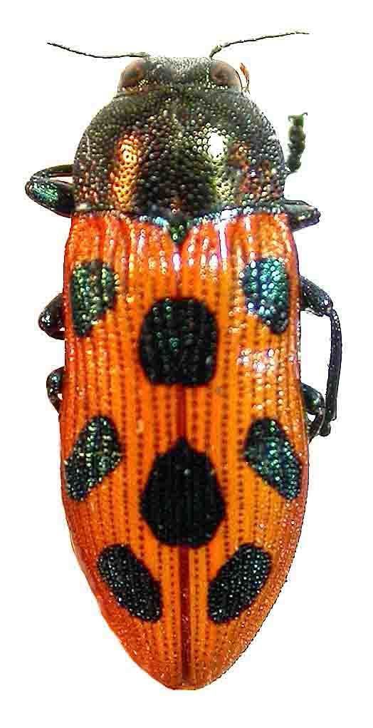 Castiarina octomaculatajpg