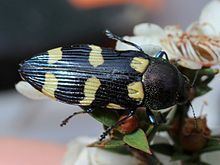 Castiarina Castiarina Wikipedia