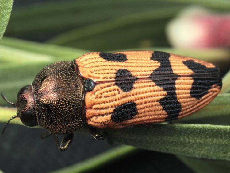 Castiarina turneri