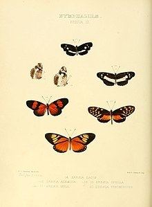 Castilia (butterfly) httpsuploadwikimediaorgwikipediacommonsthu
