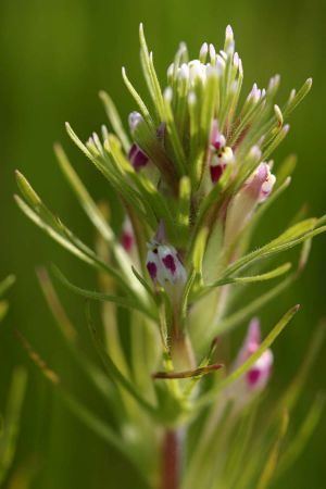 Castilleja brevistyla