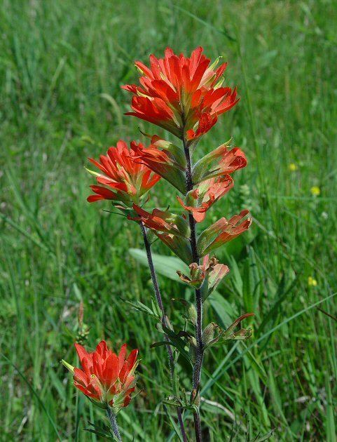 Castilleja coccinea Castilleja coccinea page