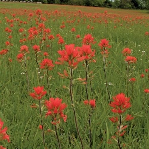 Castilleja coccinea Indian Paintbrush Castilleja coccinea