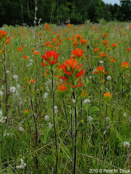 Castilleja coccinea Castilleja coccinea Indian Paintbrush Minnesota Wildflowers