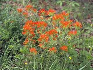 Castilleja coccinea Castilleja coccinea Scarlet paintbrush NPIN