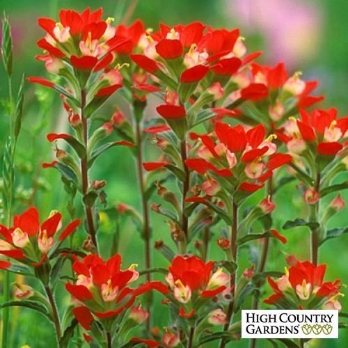 Castilleja coccinea Castilleja coccinea Seeds Indian Paint Brush or Prairie Fire Seeds