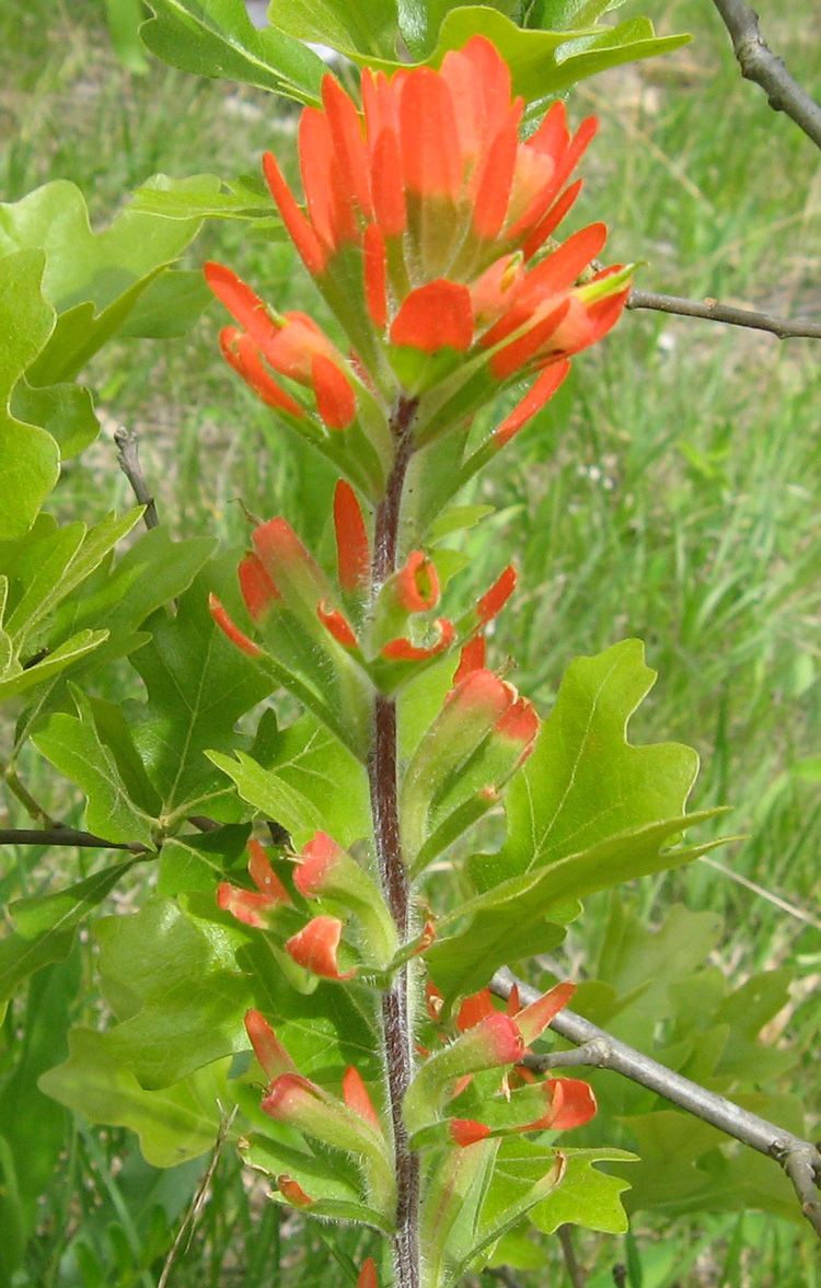 Castilleja coccinea Castilleja coccinea Wikipedia