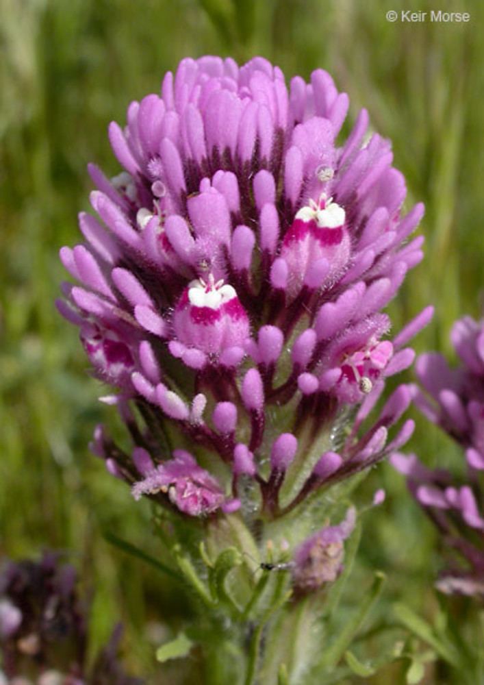 Castilleja exserta - Alchetron, The Free Social Encyclopedia