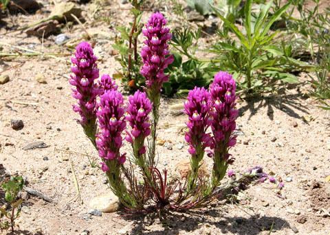 Castilleja exserta - Alchetron, The Free Social Encyclopedia