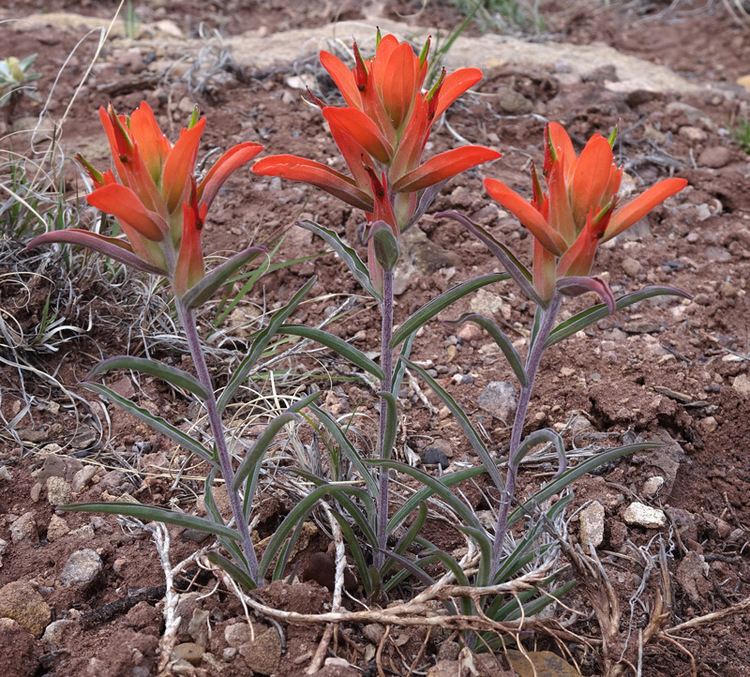 Castilleja integra Southwest Colorado Wildflowers Castilleja integra