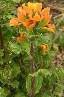 Castilleja latifolia httpsuploadwikimediaorgwikipediacommonsthu