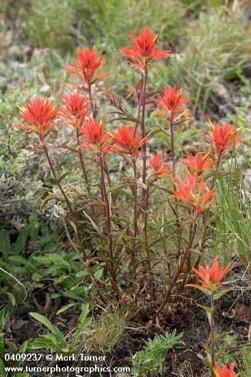 Castilleja linariifolia Castilleja linariifolia Wyoming paintbrush Wildflowers of the