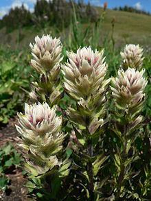 Castilleja parviflora httpsuploadwikimediaorgwikipediacommonsthu