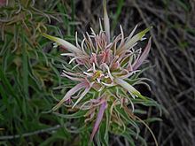 Castilleja sessiliflora httpsuploadwikimediaorgwikipediacommonsthu