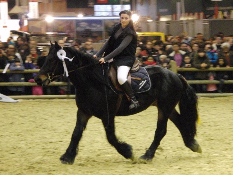 Castillonnais Castillonnais cheval Wikiwand