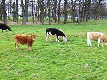 Castle Leazes httpsuploadwikimediaorgwikipediaenthumb0