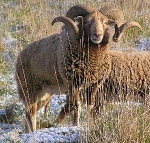 Castlemilk Moorit Castlemilk Moorit sheep are a primitive breed that produce a special