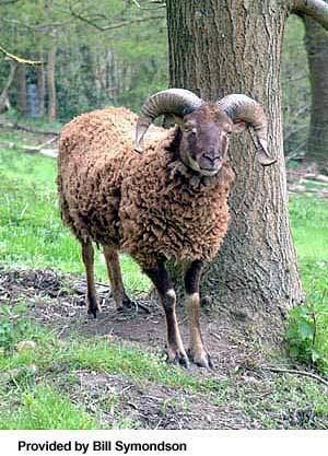 Castlemilk Moorit Breeds of Livestock Castlemilk Moorit Sheep Breeds of Livestock