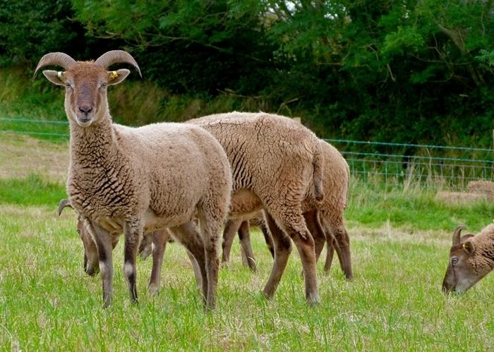 Castlemilk Moorit Heart and Soil Spindlebrook Combe New rare breed sheep