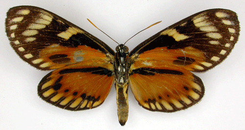 Castniidae Castnia zagraea Insecta Lepidoptera Castniidae