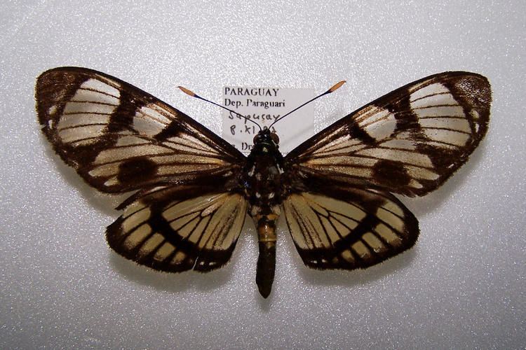 Castniidae CASTNIIDAE Pybio Paraguay Biodiversidad