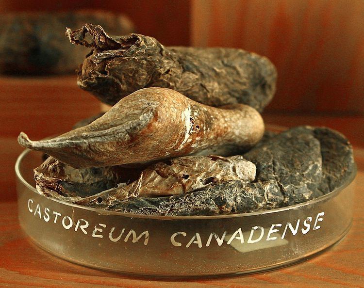 Castoreum Castoreum Wikipedia