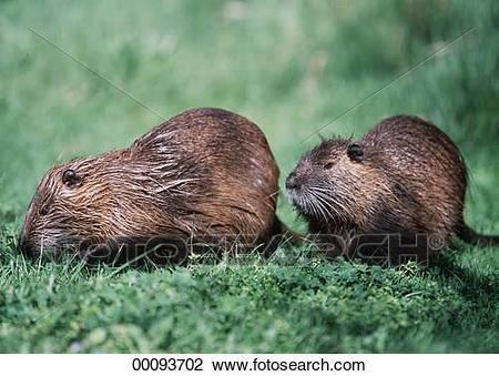 Castoridae Stock Photo of Castor Castoridae Juniors Myocastor animal