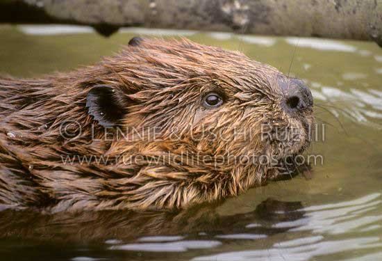 Castoridae Beaver Castor canadensis Castoridae RWP SU 501212