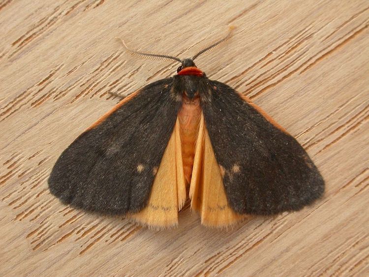 Castulo (moth)