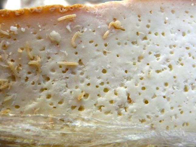 Casu marzu The Most Dangerous rotten Cheese in the world with live insect